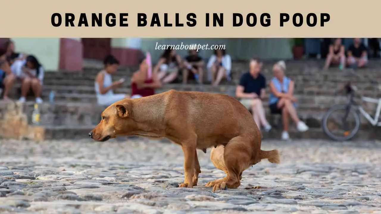 Orange Balls In Dog Poop (7 Clear Reasons) 2024