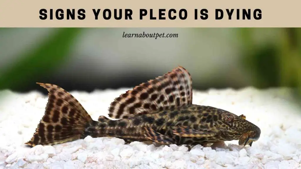 Signs your pleco is dying