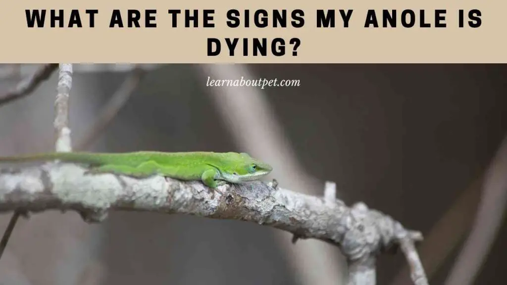 Signs my anole is dying