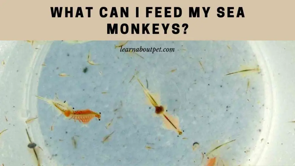 What can i feed my sea monkeys