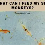 What Can I Feed My Sea Monkeys? 9 Interesting Food Facts