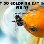 What Do Goldfish Eat In The Wild? 7 Cool Food Facts
