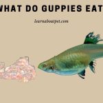 What do guppies eat