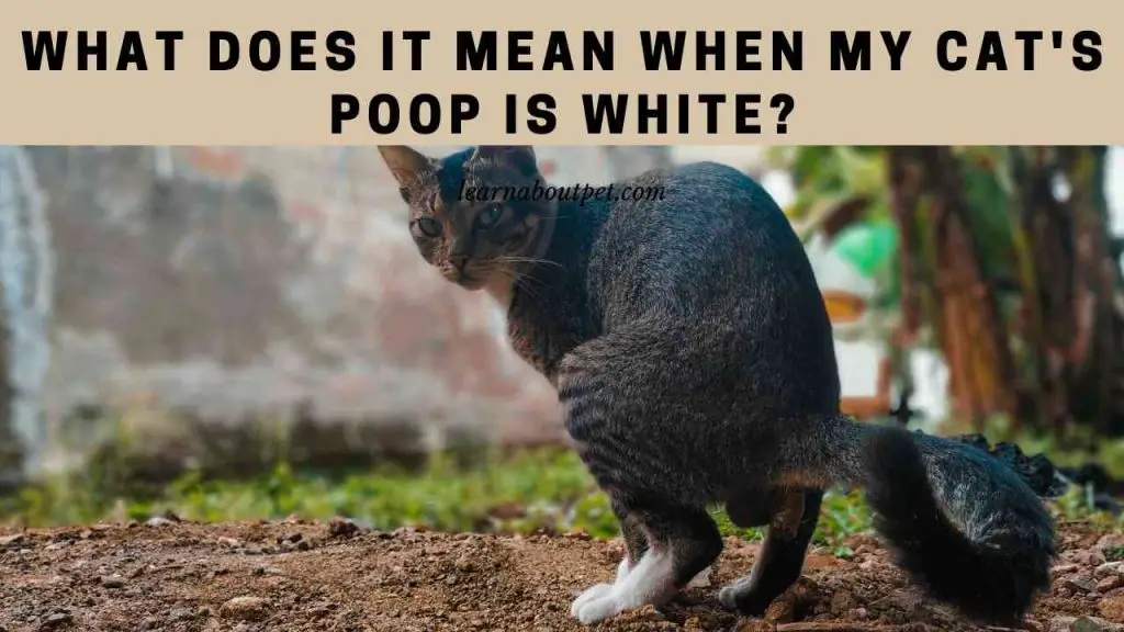 What does it mean when my cat's poop is white