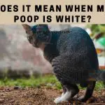 What Does It Mean When My Cat's Poop Is White? 5 Menacing Poop Color Chart