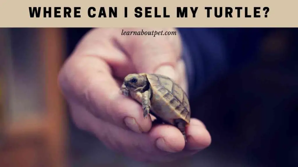 Where can i sell my turtle