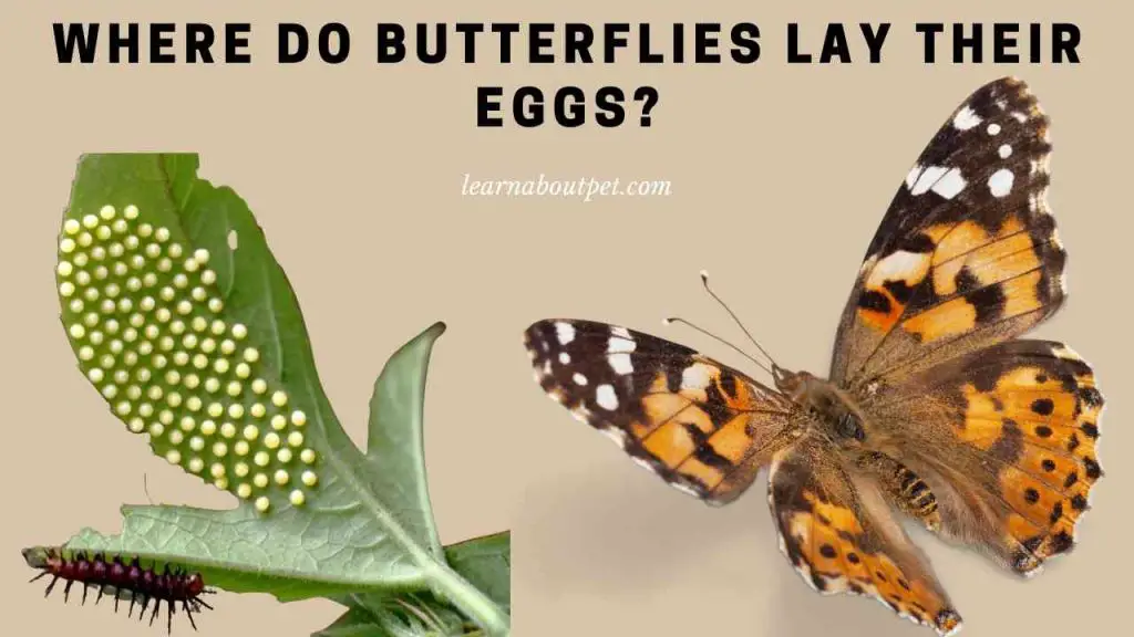 Where Do Butterflies Lay Their Eggs? (7 Cool Egg Deposition Facts) 2023