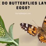 Where do butterflies lay their eggs