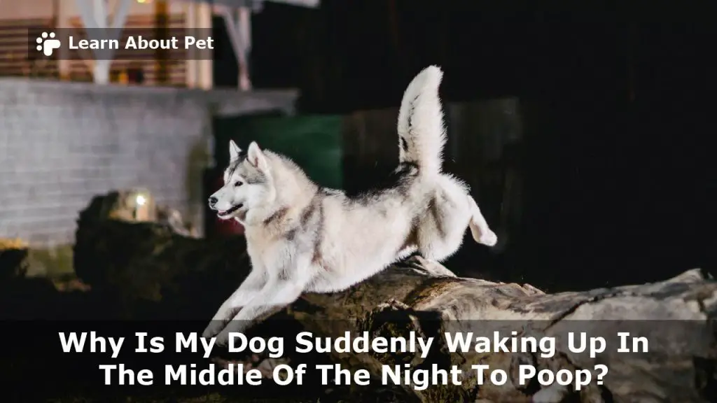 Dog suddenly waking up in middle of night to poop