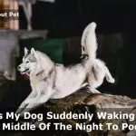 Dog Suddenly Waking Up In Middle Of Night To Poop : 7 Menacing Facts