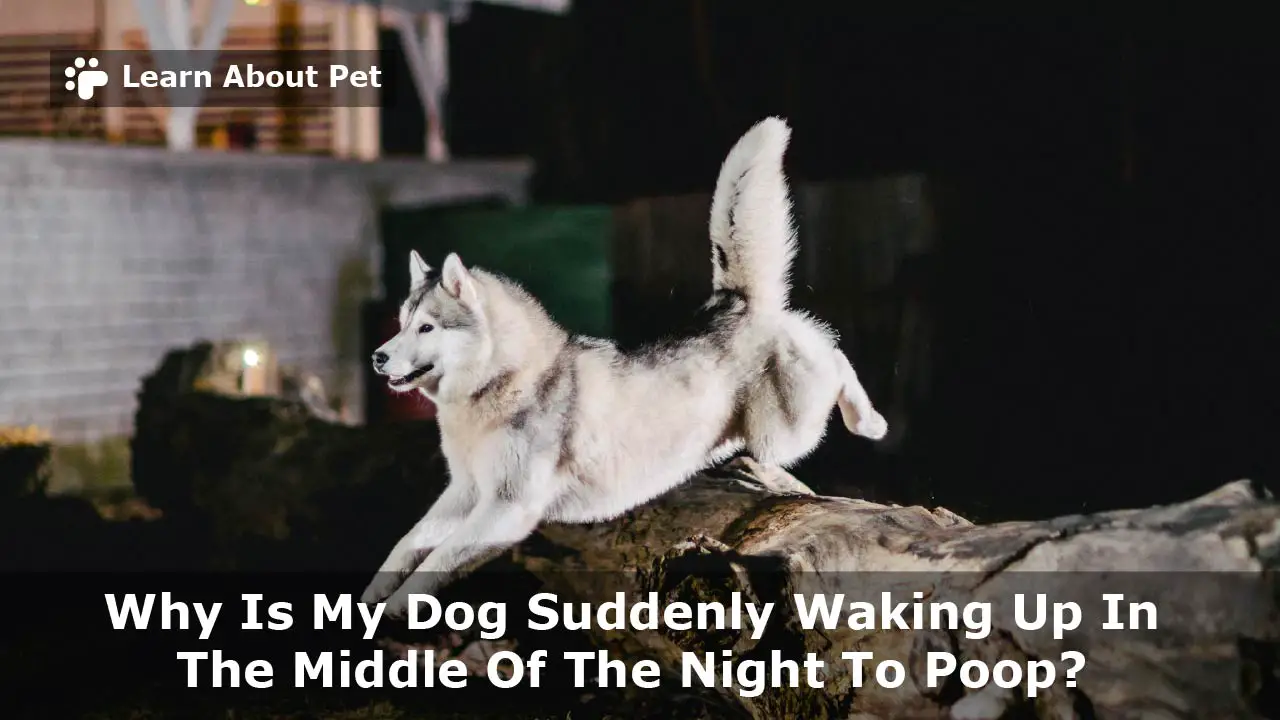 dog keeps waking up in the middle of the night to pee