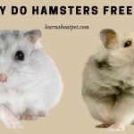 Why Do Hamsters Freeze? (4 Cool Hamster Freezing Solutions)