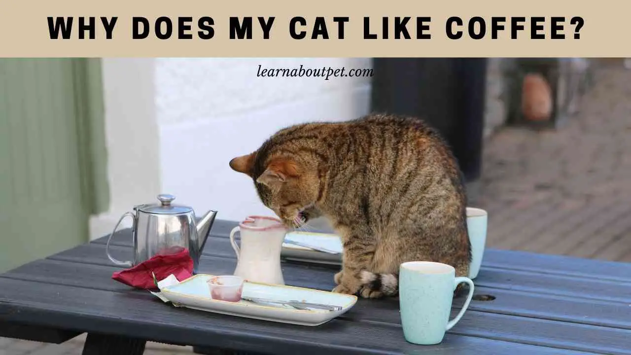 Why Does My Cat Like Coffee? 9 Interesting Facts 2023