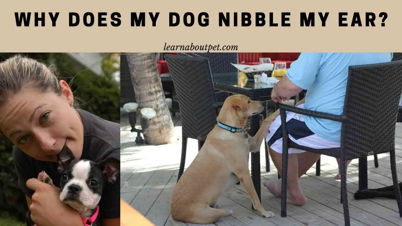 Why Does My Dog Nibble My Ear? (9 Interesting Facts) 2023