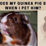 why does my guinea pig squeak when I pet him