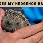 Why Does My Hedgehog Hate Me? 7 Clear Ways To Bond Why does my hedgehog hate me