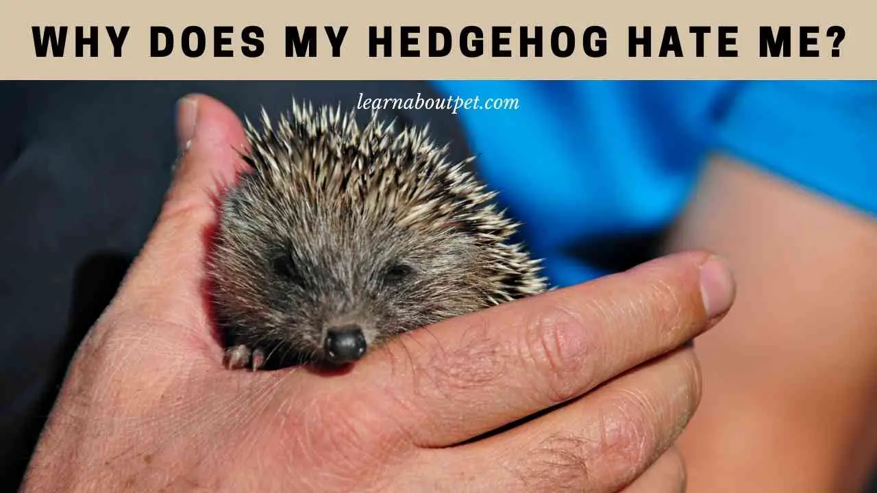 Why Does My Hedgehog Hate Me? 7 Clear Ways To Bond 2023