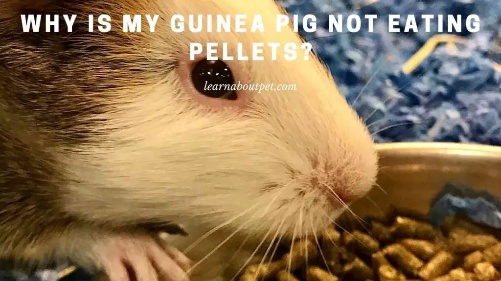 why-is-my-guinea-pig-not-eating-pellets-7-menacing-reasons-2023