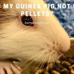 Why Is My Guinea Pig Not Eating Pellets? 7 Menacing Reasons