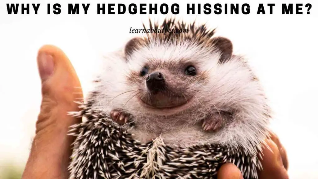 Why is my hedgehog hissing at me