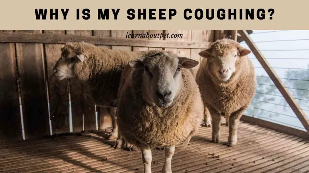 Why is my sheep coughing