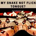 Why Is My Snake Not Flicking Its Tongue? (7 Cool Facts)
