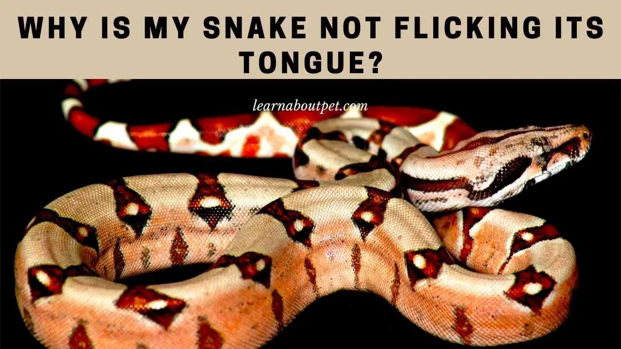Why Is My Snake Not Flicking Its Tongue? (7 Cool Facts) 2023