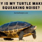 Why Is My Turtle Making Squeaking Noise? 7 Interesting Facts Why is my turtle making squeaking noise