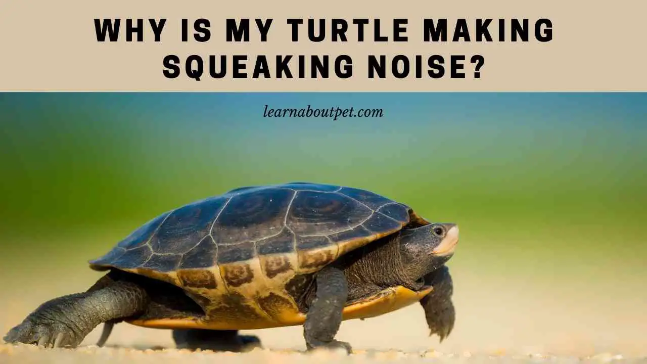 why-is-my-turtle-making-squeaking-noise-7-interesting-facts