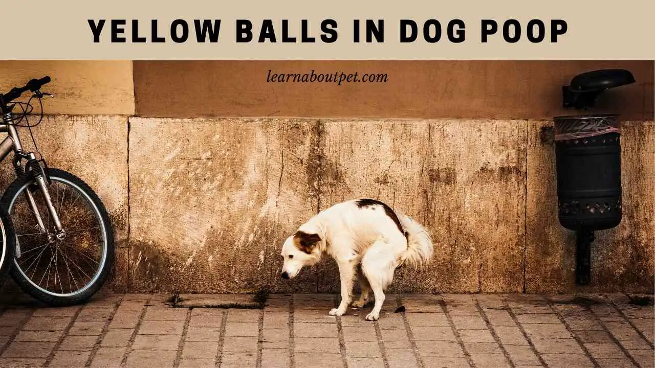 yellow-balls-in-dog-poop-3-clear-ways-to-prevent-2023