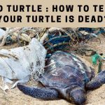 Dead Turtle : How To Tell If Your Turtle Is Dead? 7 Clear Ways