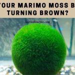 Marimo Moss Ball Turning Brown : 5 Clear Next Steps marimo moss ball turning brown