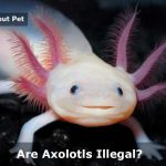 Are Axolotls Illegal In The 50 US States? Updated