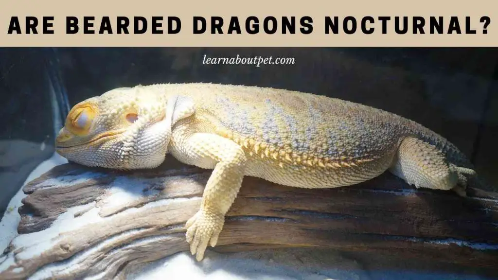 Are bearded dragons nocturnal