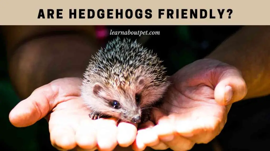 Are hedgehogs friendly