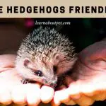 Are Hedgehogs Friendly? (7 Interesting Facts)
