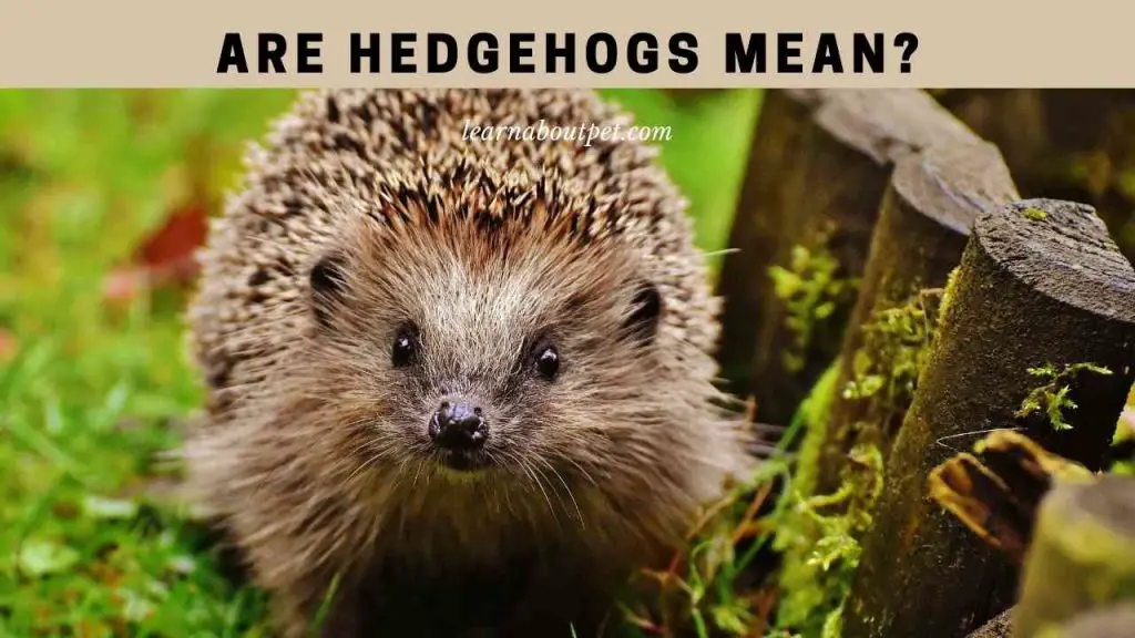 Are hedgehogs mean