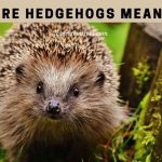 Are hedgehogs mean