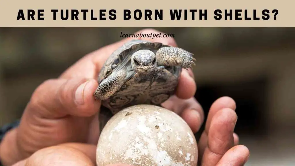 Are turtles born with shells