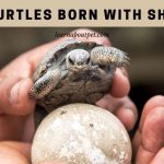 Are Turtles Born With Shells? (7 Interesting Facts)