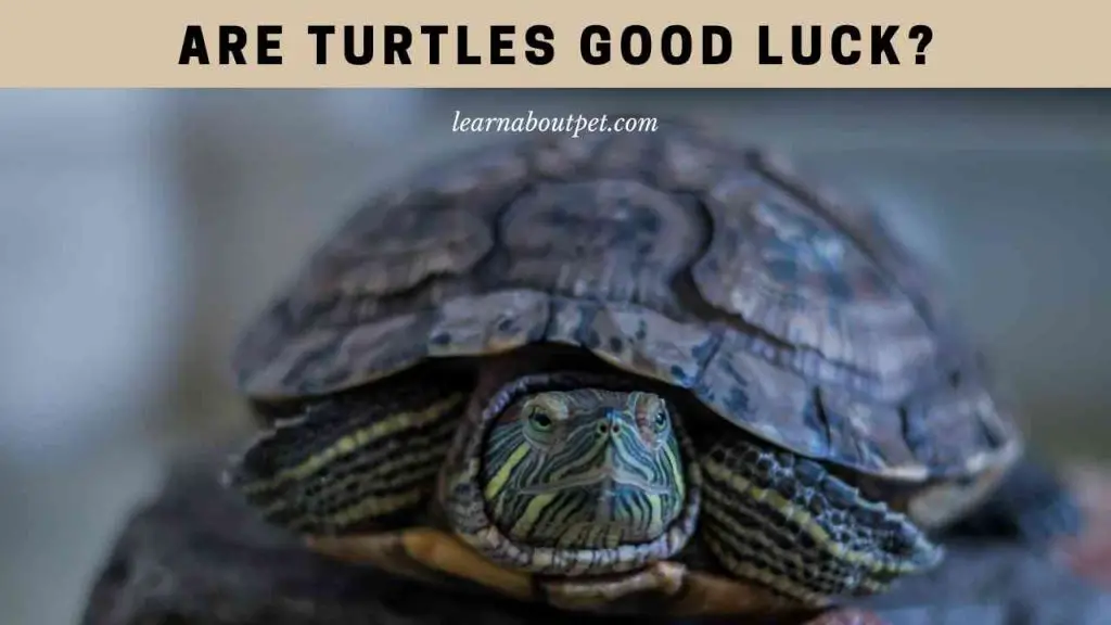 Are turtles good luck