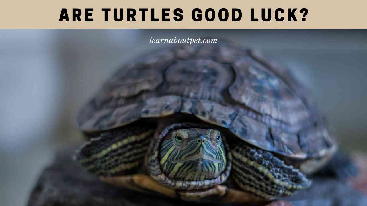 Do Turtles Represent Good Luck