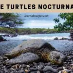 Are Turtles Nocturnal? (9 Interesting Facts)