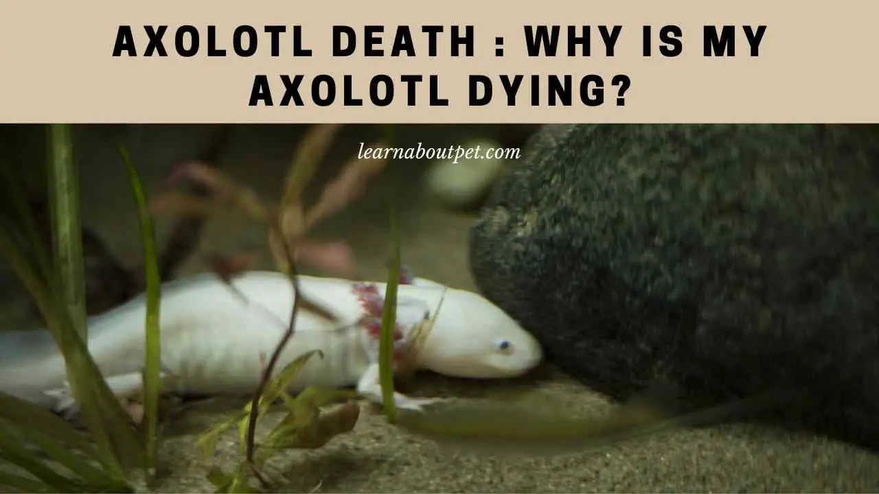 Axolotl Death Why Is My Axolotl Dying? 7 Clear Reasons