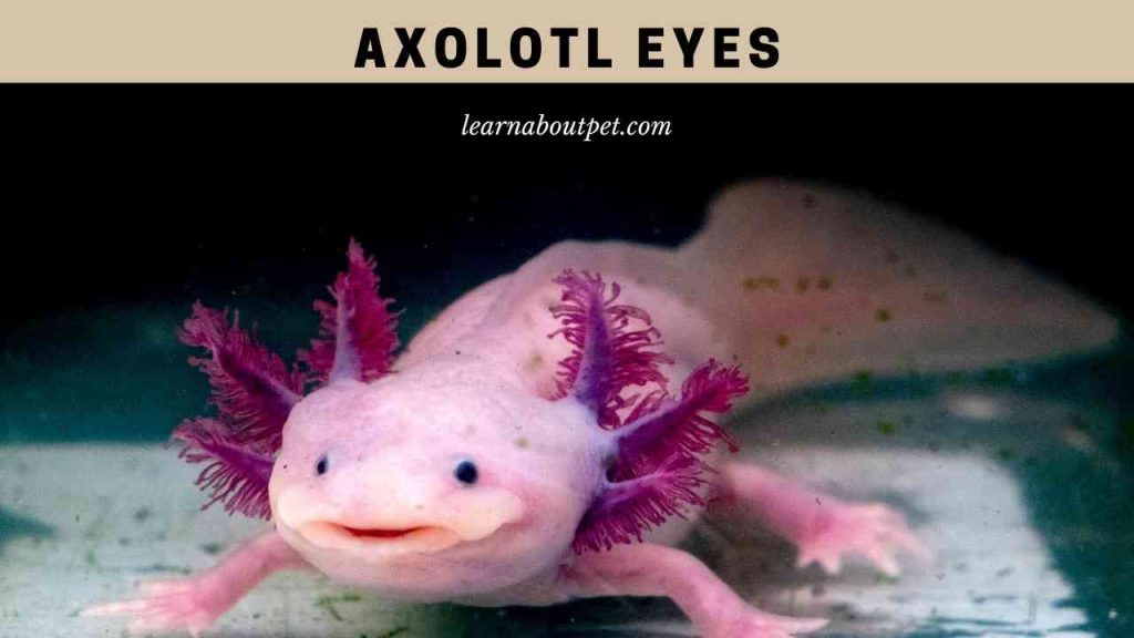 Axolotl eyes