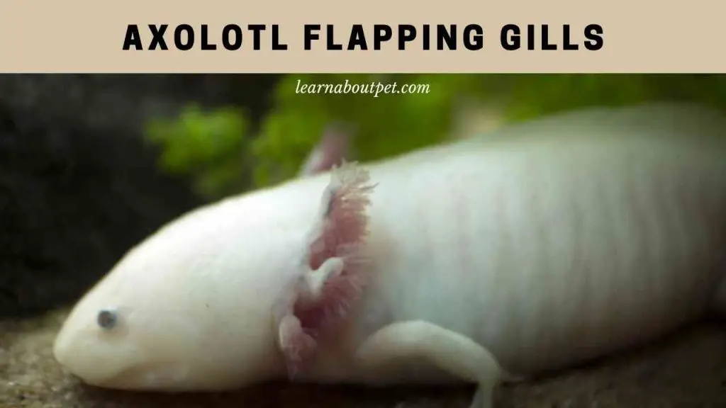 Axolotl flapping gills