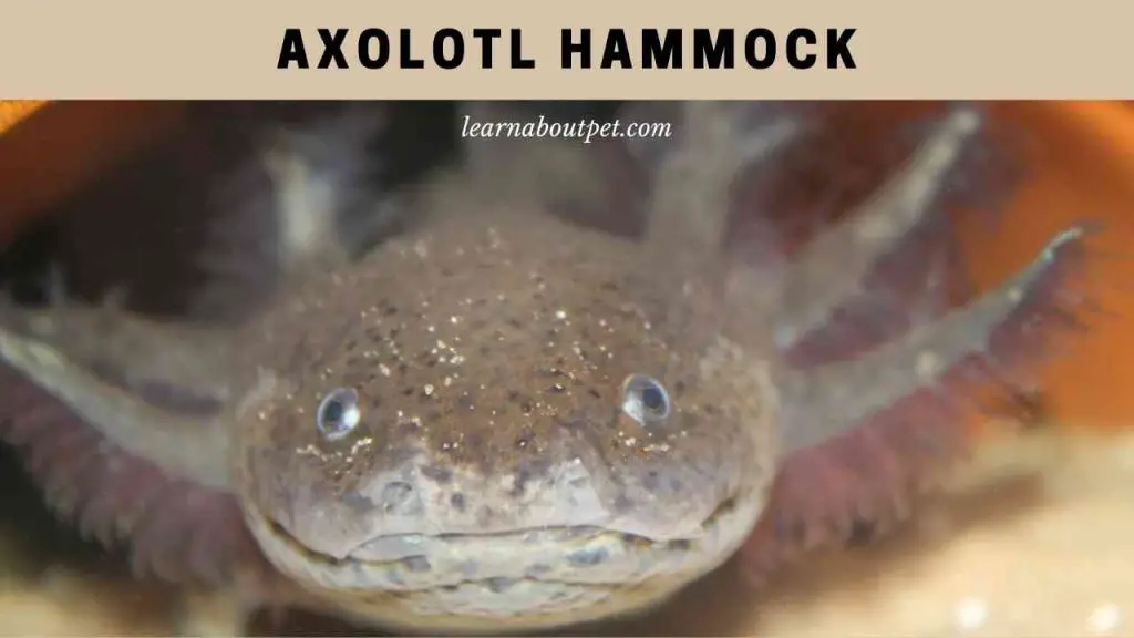 Axolotl hammock