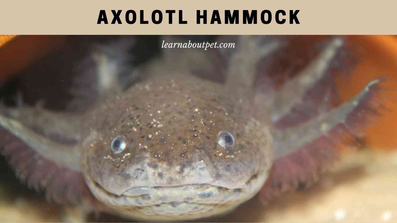 Axolotl Hammock : How Do Axolotl Tank Hammocks Help? 5 Clear Facts