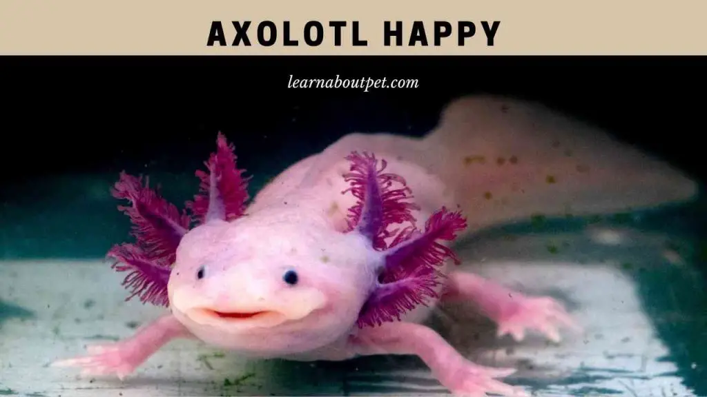 Axolotl happy