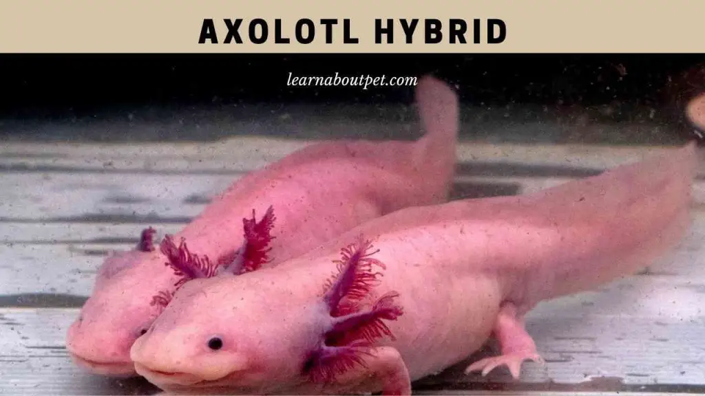 Axolotl hybrid